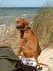 Rhodesian Ridgeback Foto: Nasibu Dheyna (ID 6326) Rhodesian Ridgeback Hund