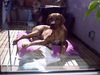 Rhodesian Ridgeback Foto (ID 29103) Rhodesian Ridgeback Hund