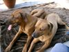 Rhodesian Ridgeback Hund