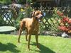 Rhodesian Ridgeback Hund