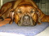 Rhodesian Ridgeback Hund