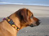 Rhodesian Ridgeback Foto: Seeblick (ID 25059) Rhodesian Ridgeback Hund