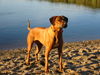 Rhodesian Ridgeback Foto: Wo ist der Löwe??? (ID 26232) Rhodesian Ridgeback Hund