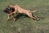 Rhodesian Ridgeback Foto: Otis und Andra beim Toben. (ID 15767) Rhodesian Ridgeback Hund