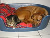 Rhodesian Ridgeback Foto: Aika und Tiger (ID 26073) Rhodesian Ridgeback Hund