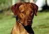 Rhodesian Ridgeback Foto: Igor (ID 603) Rhodesian Ridgeback Hund
