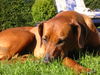 Rhodesian Ridgeback Hund