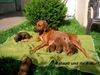 Rhodesian Ridgeback Foto: Mahsati und die Welpen (ID 29221) Rhodesian Ridgeback Hund