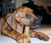 Rhodesian Ridgeback Foto: mmmhhh - schmeckt viel besser wie Schuhe :o) (ID 30160) Rhodesian Ridgeback Hund