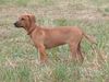 Rhodesian Ridgeback Foto: RR Hündin mit 4 Monaten (ID 1373) Rhodesian Ridgeback Hund