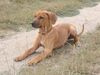 Rhodesian Ridgeback Foto: RR Hündin mit 4 Monaten (ID 1374) Rhodesian Ridgeback Hund