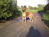Rhodesian Ridgeback Foto (ID 32282) Rhodesian Ridgeback Hund