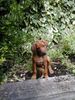 Rhodesian Ridgeback Foto: Mehr über mich gibts unter www.coujoe.de (ID 13907) Rhodesian Ridgeback Hund