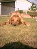 Rhodesian Ridgeback Foto (ID 29104) Rhodesian Ridgeback Hund
