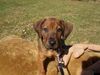 Rhodesian Ridgeback Foto: Ghawni beim Sonnenbad (ID 21340) Rhodesian Ridgeback Hund