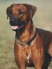 Rhodesian Ridgeback Foto: Eine sehr stolze Hündin (ID 19162) Rhodesian Ridgeback Hund