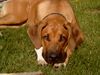 Rhodesian Ridgeback Foto: Nasibu Dheyna (6 Mon.) (ID 6329) Rhodesian Ridgeback Hund