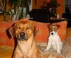 Rhodesian Ridgeback Hund