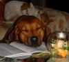 Rhodesian Ridgeback Hund
