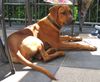 Rhodesian Ridgeback Foto: Perfect Little Booker von Assindia (ID 13096) Rhodesian Ridgeback Hund