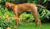 Rhodesian Ridgeback Foto: Perfect Little Booker von Assindia (ID 13226) Rhodesian Ridgeback Hund