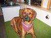 Rhodesian Ridgeback Foto: *Jack* (ID 30371) Rhodesian Ridgeback Hund