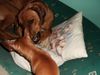 Rhodesian Ridgeback Foto: bantou und sein zwergenfreund tristan (ID 20720) Rhodesian Ridgeback Hund