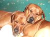 Rhodesian Ridgeback Foto: wahre liebe unter rüden !!!! (ID 20719) Rhodesian Ridgeback Hund