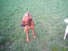 Rhodesian Ridgeback Foto: Unser Ben (ID 11281) Rhodesian Ridgeback Hund