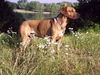 Rhodesian Ridgeback Foto (ID 29101) Rhodesian Ridgeback Hund