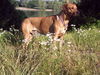 Rhodesian Ridgeback Foto (ID 32285) Rhodesian Ridgeback Hund