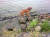 Rhodesian Ridgeback Hund