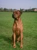 Rhodesian Ridgeback Foto: Der schönste Paco der Welt !!! (ID 11215) Rhodesian Ridgeback Hund
