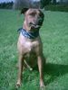 Rhodesian Ridgeback Foto: Unser Ben (ID 11282) Rhodesian Ridgeback Hund