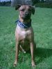 Rhodesian Ridgeback Foto: Der schöne Ben (ID 11285) Rhodesian Ridgeback Hund
