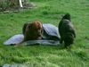 Rhodesian Ridgeback Foto: wenn ich ja nur nicht so ein frierpitter wäre!!! (ID 11810) Rhodesian Ridgeback Hund