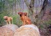Rhodesian Ridgeback Foto: Shirly und zwei Verehrer (ID 10840) Rhodesian Ridgeback Hund