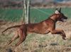 Rhodesian Ridgeback Foto: Das ist ein Ridgebackleben (ID 19267) Rhodesian Ridgeback Hund