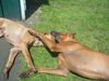 Rhodesian Ridgeback Hund