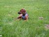 Rhodesian Ridgeback Foto: mit 2 monaten :) (ID 19663) Rhodesian Ridgeback Hund