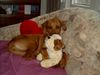 Rhodesian Ridgeback Foto: Mein Gina-ca.13 Wochen alt (ID 21391) Rhodesian Ridgeback Hund