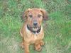 Rhodesian Ridgeback Foto: Hey bekomme ich was????? (ID 21341) Rhodesian Ridgeback Hund