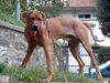 Rhodesian Ridgeback Foto (ID 7876) Rhodesian Ridgeback Hund