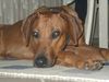Rhodesian Ridgeback Foto: Unser RR in Posestellung (ID 4754) Rhodesian Ridgeback Hund