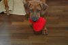Rhodesian Ridgeback Foto: Ich liebe Dich...... (ID 20879) Rhodesian Ridgeback Hund