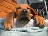 Rhodesian Ridgeback Foto: Ashanti von Angkor (ID 29393) Rhodesian Ridgeback Hund