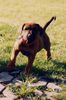 Rhodesian Ridgeback Foto: Asim Anga 6 Wochen (ID 13227) Rhodesian Ridgeback Hund