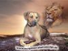Rhodesian Ridgeback Foto: die Luft ist rein... (ID 22611) Rhodesian Ridgeback Hund
