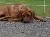 Rhodesian Ridgeback Foto: *Jacko* (ID 29532) Rhodesian Ridgeback Hund