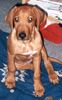 Rhodesian Ridgeback Foto (ID 29102) Rhodesian Ridgeback Hund